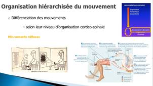 Les mouvements réflexes - L2 Neuro.mp4