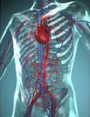 L3P_SHN_L2_Physio_Cours#1_SCV.mp4