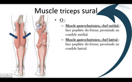 Muscles dorsaux superficiels de la jambe