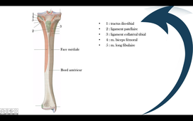 Insertions sur le tibia