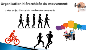 L'organisation hiérarchisée du mouvement (1) - L2 Neuro