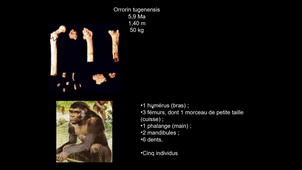 Archéosciences - 3 - Evolution de la lignée humaine