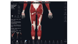 Anatomie Niveau 2 08/11/2025