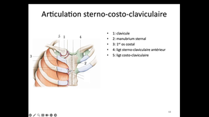 Anatomie de l'épaule - Humérus et arthrologie.mp4
