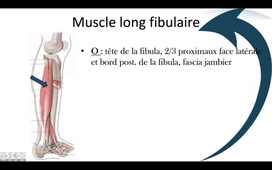 Muscles latéraux de la jambe