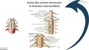 Le foramen intervertébral