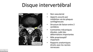 Le disque intervertébral