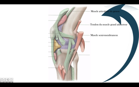 Arthrologie du genou