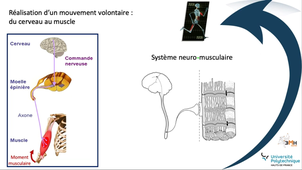 EMG_Plasticité neuromusculaire