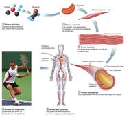 L3P_SHN_L1_Physio_Cours#1.mp4
