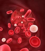 L3P_SHN_L2_Physio_Cours#5_Sang.mp4