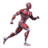 L3P_SHN_L1_Physio_Cours#5_Muscle.mp4