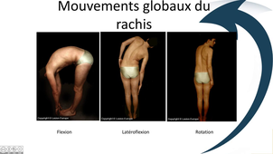 Amplitudes de mouvement