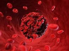 L3P_SHN_L2_Physio_Cours#6a_Hémostase.mp4