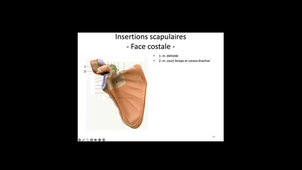 Anatomie de l'épaule - Clavicule et scapula