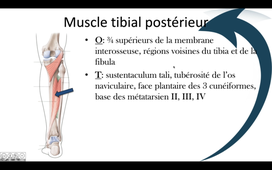 Muscles dorsaux profonds de la jambe
