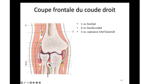 Ostéologie et arthrologie AB