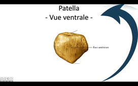 La patella