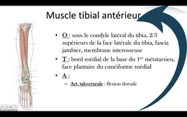 Muscles ventraux de la jambe