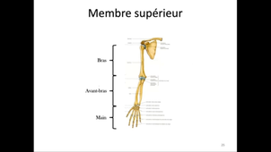 Introduction, plans et références. Début du membre supérieur