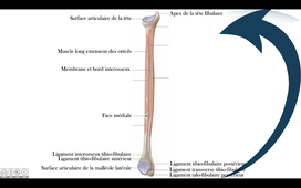 Insertions sur la fibula