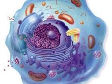 L1_STAPS_Physio_Cellule.mp4