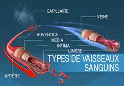 L3P_SHN_L2_Physio_Cours#4_Vaisseaux-sanguins.mp4