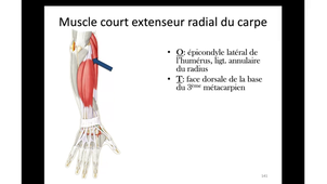 Arthrologie et myologie AB