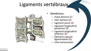 Ligaments vertébraux