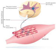 L1_STAPS_AS_Physio_Force_nerveux.mp4