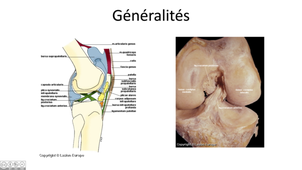 Ligaments croisés du genou