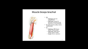 Anatomie de l'épaule - Arthrologie GH et myologie
