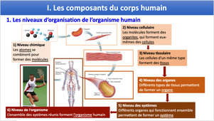L1_Physio_Cours_Compo.mp4